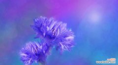 蓝色和紫色花的寓意是什么？这两种颜色的花象征着什么？