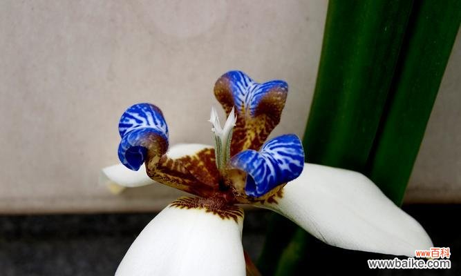 蓝色和紫色花的寓意是什么？这两种颜色的花象征着什么？