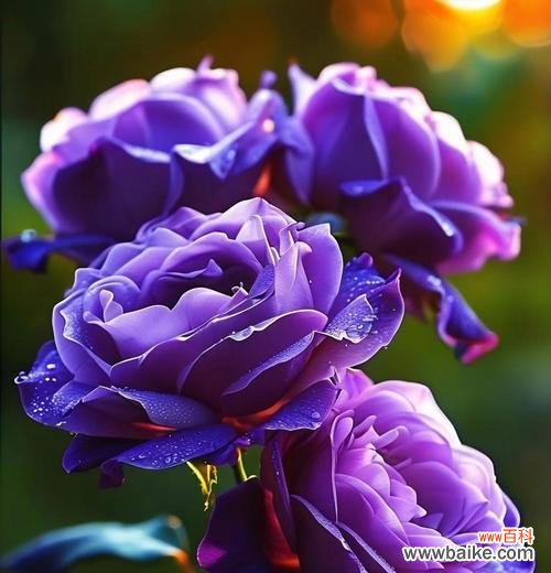 蓝色和紫色花的寓意是什么？这两种颜色的花象征着什么？