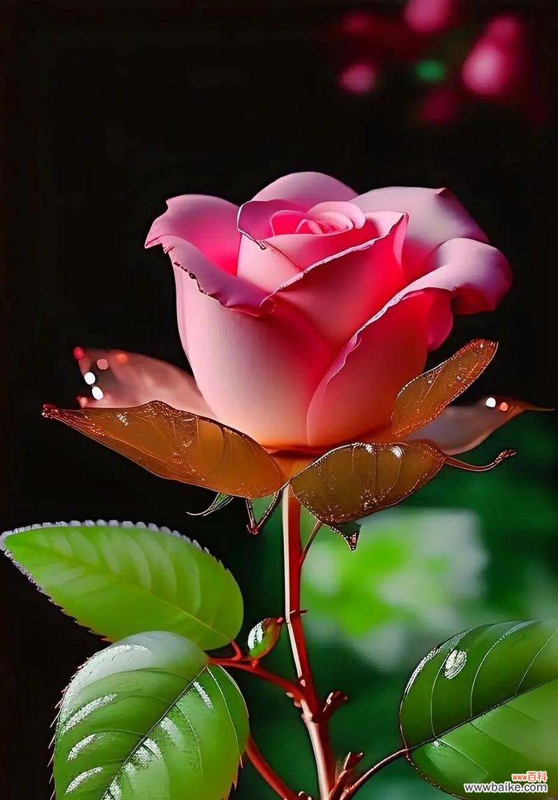 最贵的象征爱情的花是什么?爱情最贵花的花语是什么?