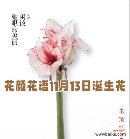 最贵的象征爱情的花是什么?爱情最贵花的花语是什么?