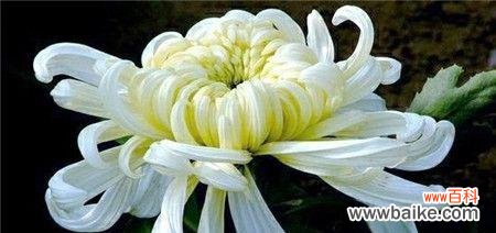 重阳节通常用什么花来象征?重阳节的花卉代表是什么?