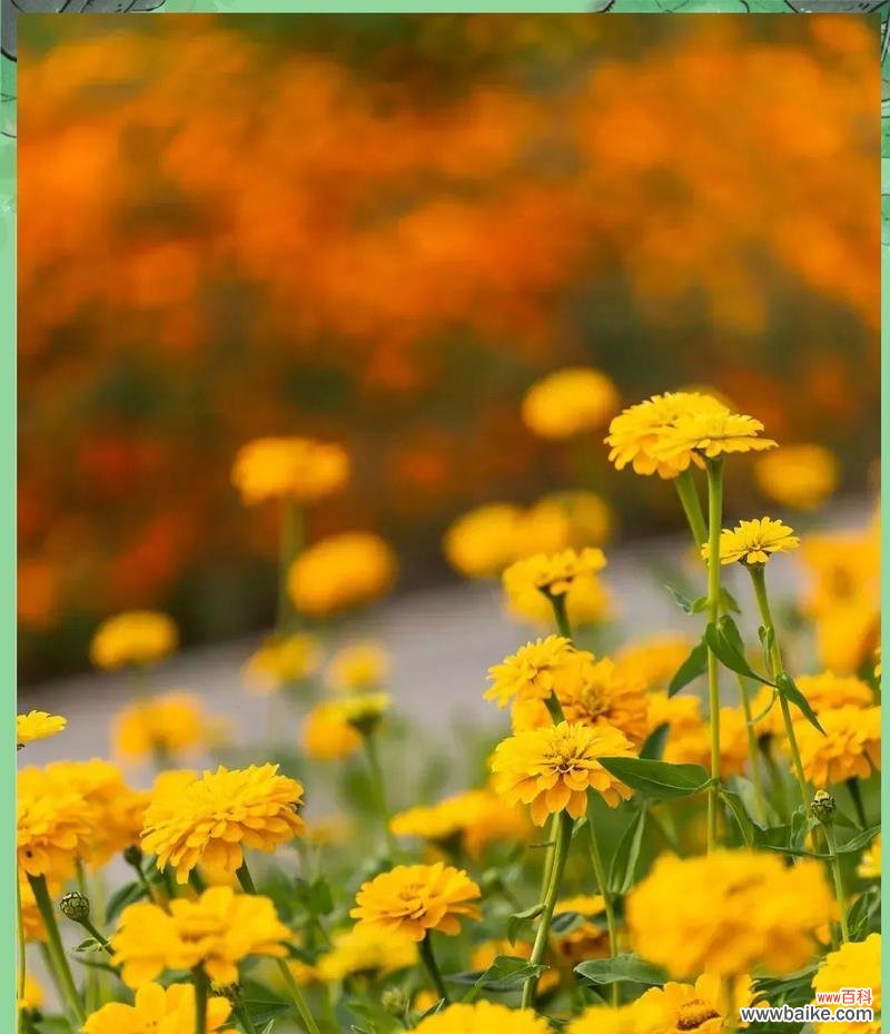 重阳节通常用什么花来象征?重阳节的花卉代表是什么?