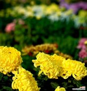 重阳节通常用什么花来象征？重阳节的花卉代表是什么？