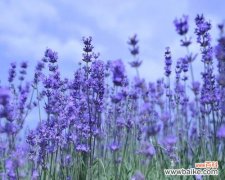解读薰衣草的神秘与情感 薰衣草的象征意义与美妙魅力