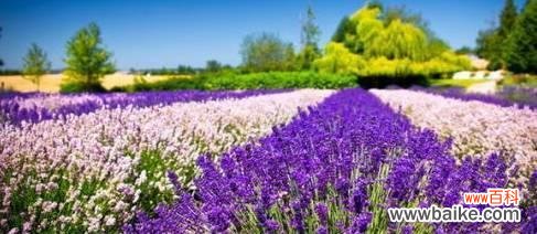 用一束薰衣草传递心意,散发芬芳的情感 薰衣草花语