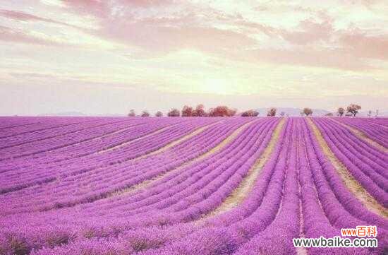 揭示紫色薰衣草所代表的深刻寓意，告诉你如何理解这种美丽的花朵 紫色薰衣草的花语与意义