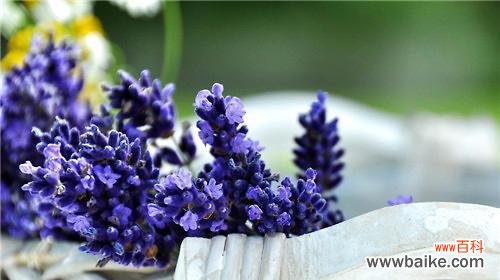 揭示紫色薰衣草所代表的深刻寓意，告诉你如何理解这种美丽的花朵 紫色薰衣草的花语与意义