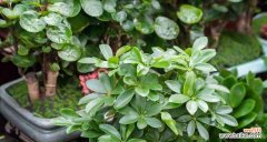 展现生命的韧性与奇迹 以鸭掌木的寓意和象征