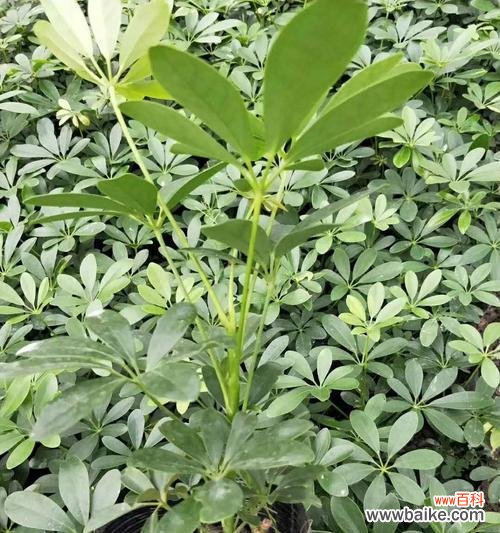 挺拔鸭脚木,培养积极人生 鸭脚木