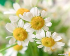 探寻洋甘菊的丰富内涵 洋甘菊的花语与寓意