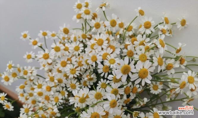 探寻洋甘菊的情感象征与深意 洋甘菊的浪漫花语