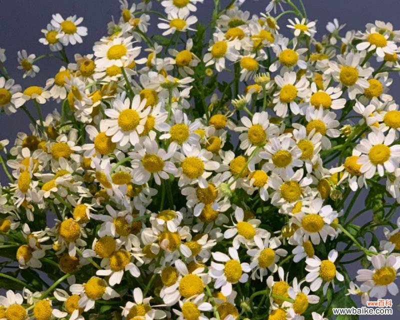 探秘洋甘菊花语,揭示这朵花的真实内涵 洋甘菊的花语及其意义