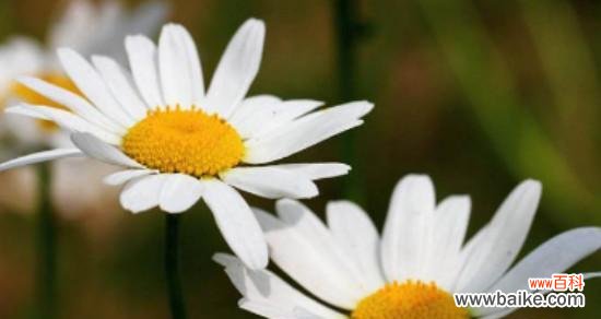 探秘洋甘菊花语,揭示这朵花的真实内涵 洋甘菊的花语及其意义