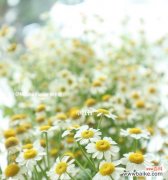 探秘洋甘菊花语，揭示这朵花的真实内涵 洋甘菊的花语及其意义