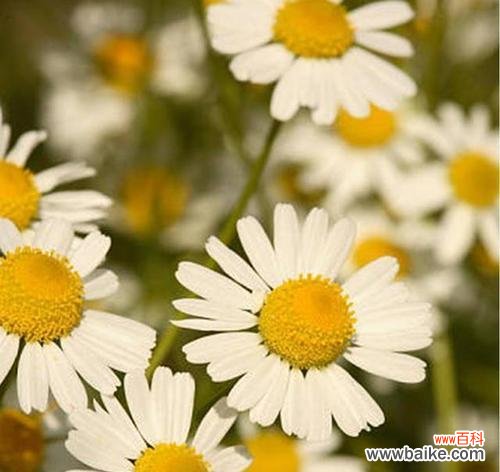 洋甘菊的花语 洋甘菊的花语和寓意