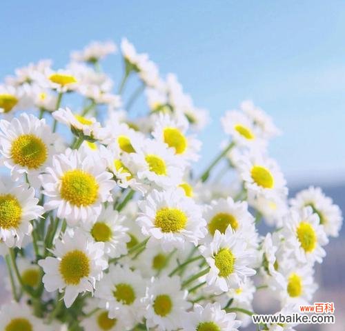 洋甘菊的花语 洋甘菊的花语和寓意