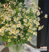 洋甘菊的花语 洋甘菊的花语和寓意