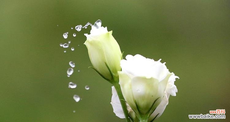 洋桔梗的花语是什么?揭示其象征的内涵 洋桔梗花语及其寓意