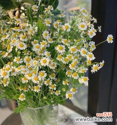 探寻洋甘菊的含义与象征意义 洋甘菊花语的深刻寓意