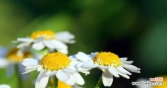 探寻洋甘菊的含义与象征意义 洋甘菊花语的深刻寓意