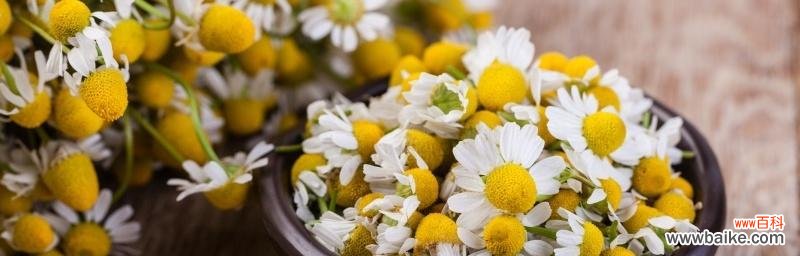 探寻洋甘菊的含义与象征意义 洋甘菊花语的深刻寓意