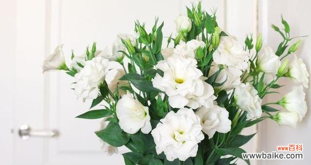 解读洋桔梗花的花语,一探其背后的深意 洋桔梗花语与它的意义