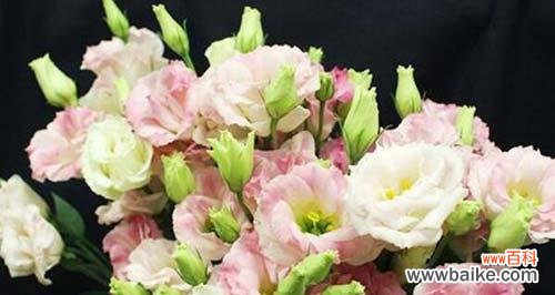 洋桔梗花语的深刻含义及应用场景 洋桔梗花语