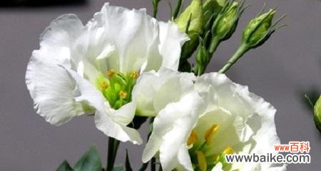 洋桔梗花的深刻含义和象征 洋桔梗花语与寓意