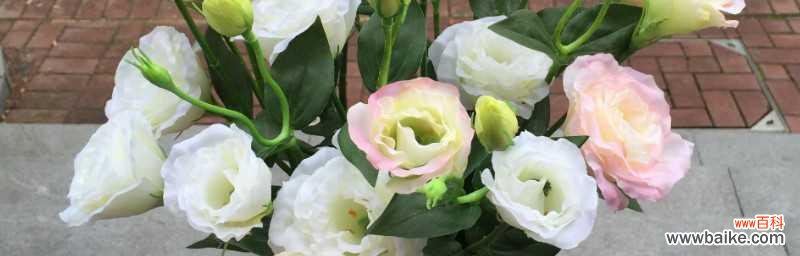 探索洋桔梗花语的美好寓意与象征意义 洋桔梗花语寓意——美丽的希望