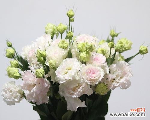 探索洋桔梗花语的美好寓意与象征意义 洋桔梗花语寓意——美丽的希望