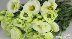 洋桔梗，纯洁无瑕的花朵之语 洋桔梗花语揭示白色花的美妙之处