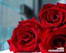 传递爱与激情的红色玫瑰 红色玫瑰的花语与寓意