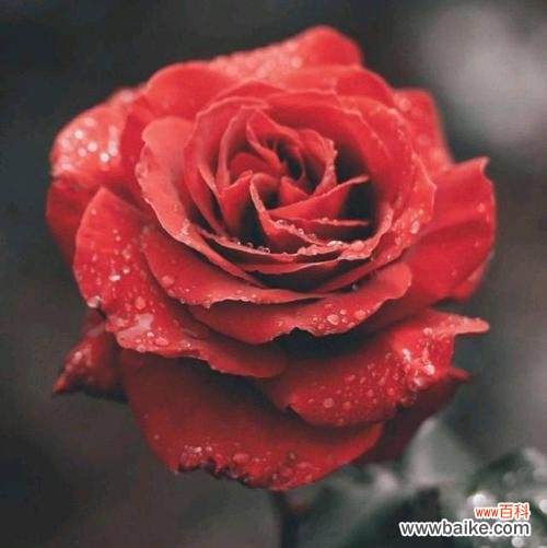 传递爱与激情的红色玫瑰 红色玫瑰的花语与寓意