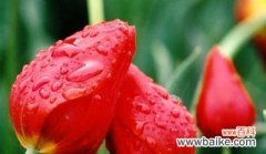 红色郁金香 红色郁金香的花语与寓意