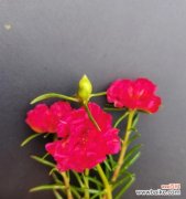 揭示太阳花代表的爱和生命之美 红色太阳花的寓意与花语