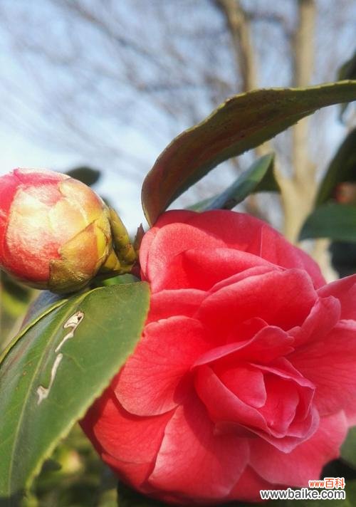 一朵花的情感传递与生命力 红色山茶花的花语与美丽之旅