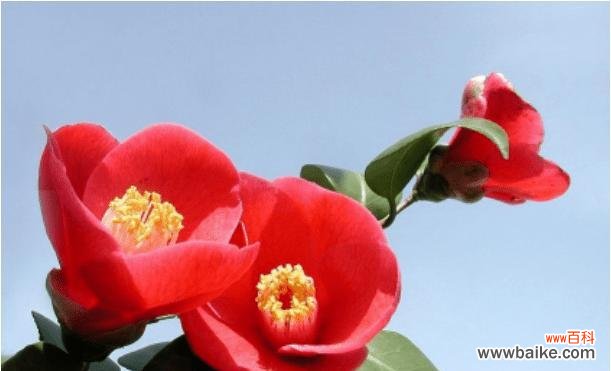 一朵花的情感传递与生命力 红色山茶花的花语与美丽之旅