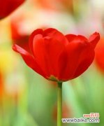 探索红色郁金香的美和寓意 红色郁金香的象征意义