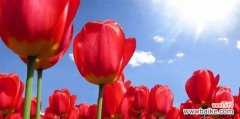 红色郁金香的寓意与象征 红色郁金香的花语