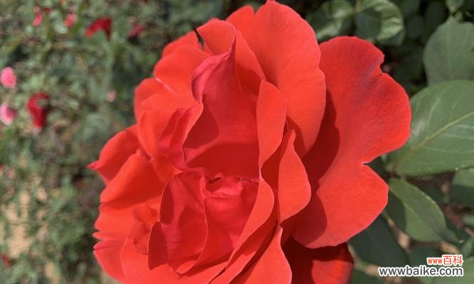 探寻红色月季花所代表的爱情意义与内涵 红色月季花语