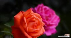 探寻红色月季花所代表的爱情意义与内涵 红色月季花语