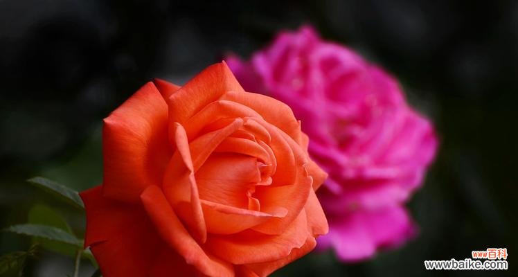 探寻红色月季花所代表的爱情意义与内涵 红色月季花语