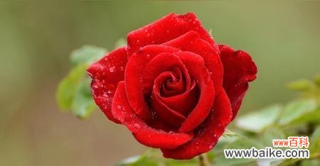 探寻红色月季花所代表的爱情意义与内涵 红色月季花语