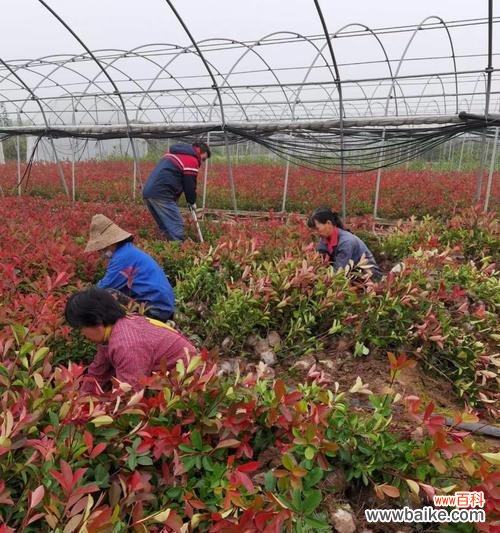 探寻红叶石楠的美丽之处和深远寓意 红叶石楠的寓意