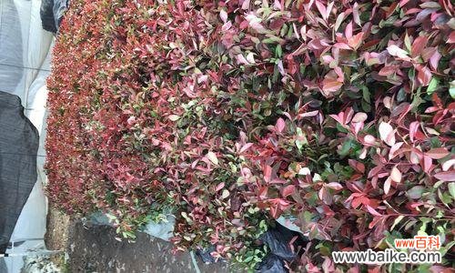 探寻红叶石楠的美丽之处和深远寓意 红叶石楠的寓意