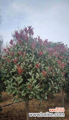 探寻红叶石楠的美丽之处和深远寓意 红叶石楠的寓意