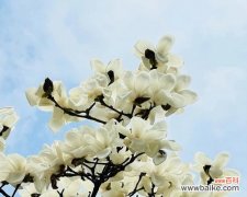 鲜艳绽放 红玉兰花的美丽寓意