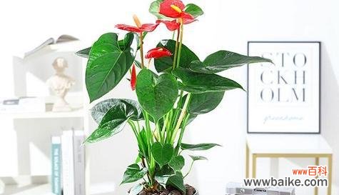 以红掌为主题的文化寓意与象征意义解析 红掌的寓意及象征意义