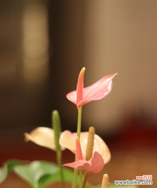 以红掌为主题的文化寓意与象征意义解析 红掌的寓意及象征意义